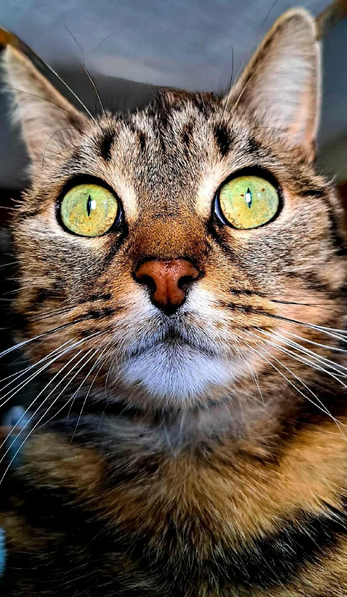 Collection Des millions d'amis