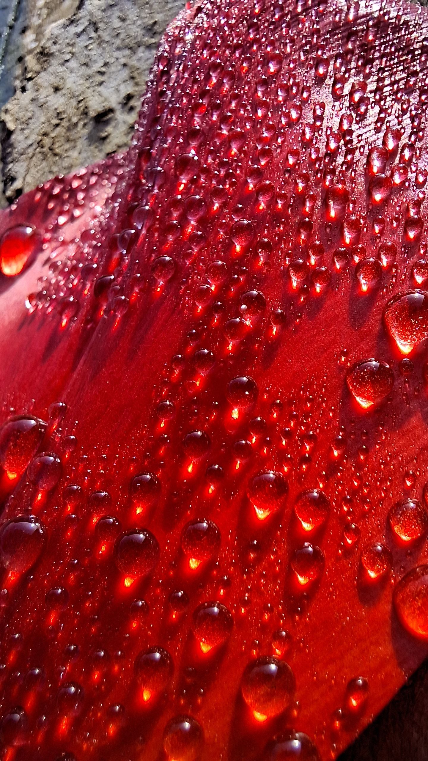 Collection Pétales de vie